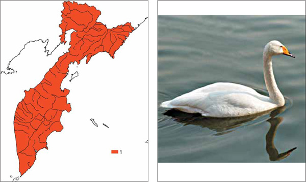 Птицы Камчатки: Лебедь-кликун Cygnus cygnus (Linnaeus, 1758)