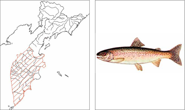 Рыбы Камчатки: Микижа Parasalmo mykiss (Walbaum, 1792)