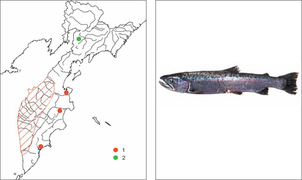 Рыбы Камчатки: Камчатская семга Parasalmo penshinensis (Pallas, 1814)