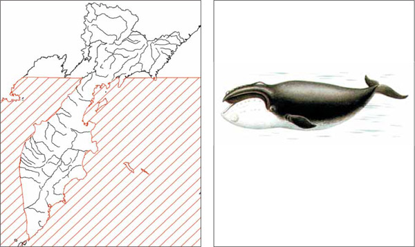 Млекопитающие Камчатки: Японский кит Eubalaena glacialis japonica Lacepede, 1818