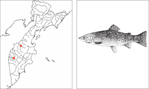 Рыбы Камчатки: Остроголовая форель Parasalmo cf. clarkii (Richardson, 1836)