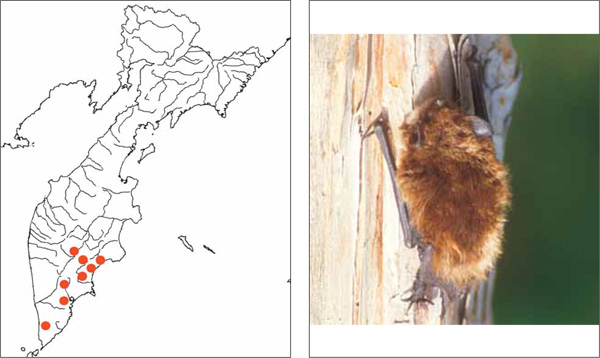 Млекопитающие Камчатки: Северный кожан Amblyotus nilssonii (Keyserling et Blasius, 1839)