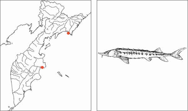 Рыбы Камчатки: Тихоокеанский осетр