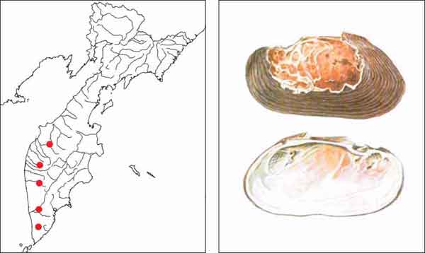 Моллюски Камчатки: жемчужница Миддендорфа, или Камчатская жемчужница Dahurinaia middendorffi