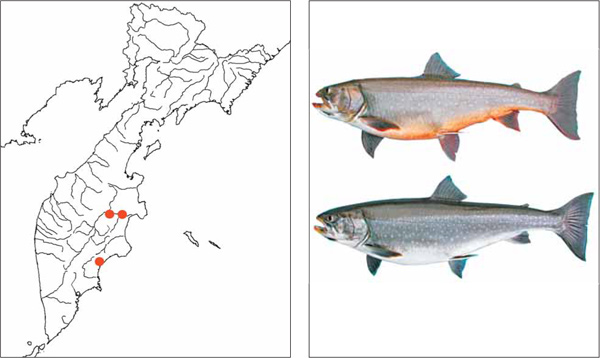 Рыбы Камчатки: Белый голец Salvelinus albus Glubokovsky, 1977