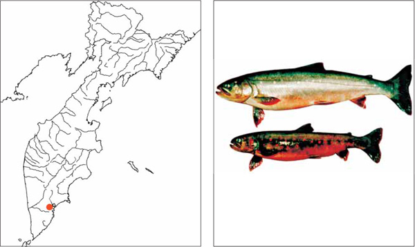 Рыбы Камчатки: Дальнеозерский голец Salvelinus krogiusae Glubokovsky, Frolov, Efremov, Ribnikova et Katugin, 1993