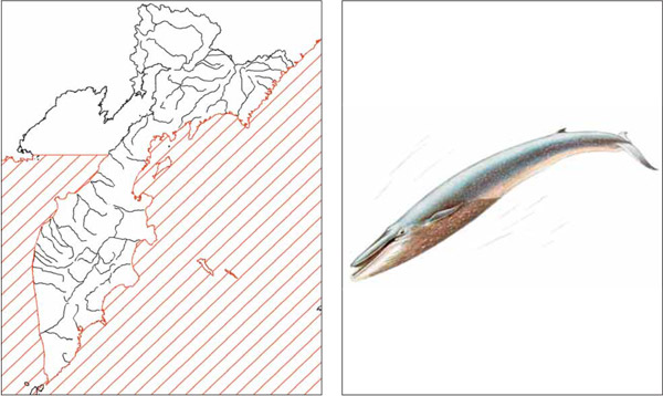 Млекопитающие Камчатки: Северный синий кит Balaenoptera musculus musculus (Linnaeus, 1758)