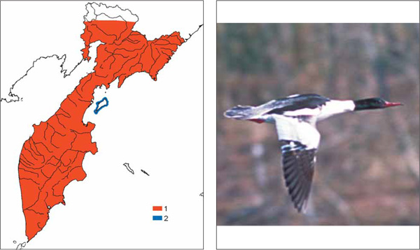 Птицы Камчатки: Большой крохаль Mergus merganser Linnaeus, 1758