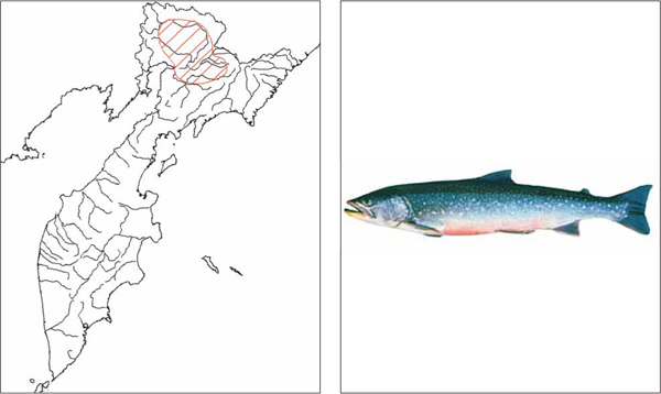 Рыбы Камчатки: Голец Леванидова Salvelinus levanidovi Chereshnev, Skopetz et Gudkov, 1989
