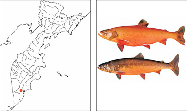 Рыбы Камчатки: Начикинский голец Salvelinus sp.