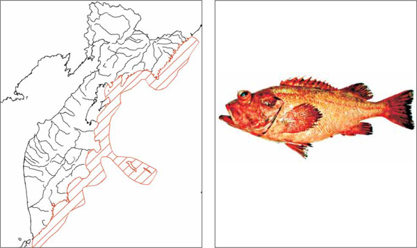 Рыбы Камчатки: Алеутский морской окунь Sebastes aleutianus (Jordan et Evermann, 1898)