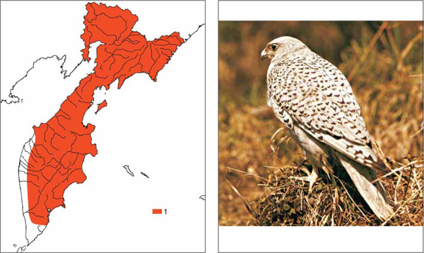 Птицы Камчатки: Кречет Falco rusticolus Linnaeus, 1758