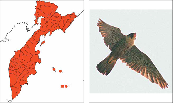 Птицы Камчатки: Сапсан Falco peregrinus Tunstall, 1771