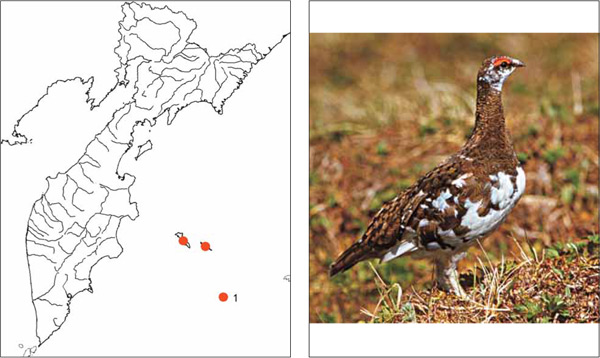 Птицы Камчатки: Командорская тундряная куропатка