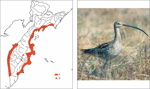 Птицы Камчатки: Дальневосточный кроншнеп Numenius madagascariensis (Linnaeus, 1766)