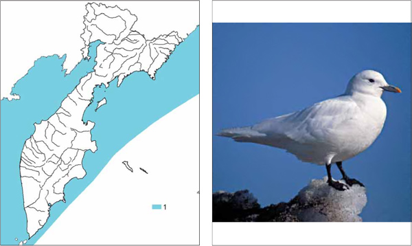 Птицы Камчатки: Белая чайка