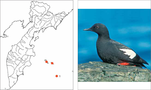 Птицы Камчатки: Командорский тихоокеанский чистик
