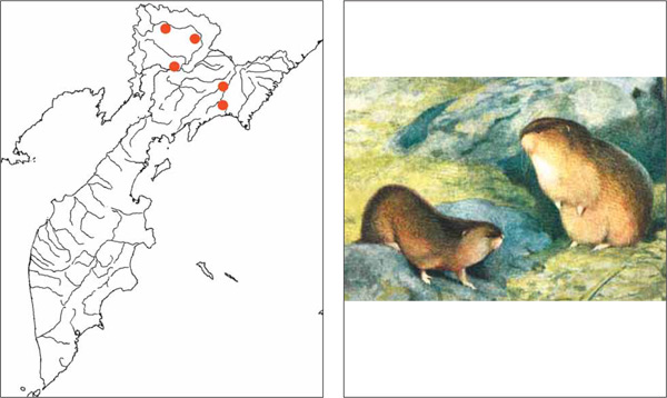Млекопитающие Камчатки: Бурый лемминг Lemmus trimucronatus Richardson, 1825