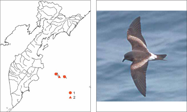 Птицы Камчатки: Северная качурка Oceanodroma leucorhoa (Vieillot, 1817)