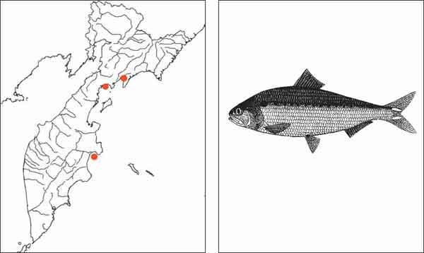 Рыбы Камчатки: Шед Alosa sapidissima (Wilson in Rees, 1811)