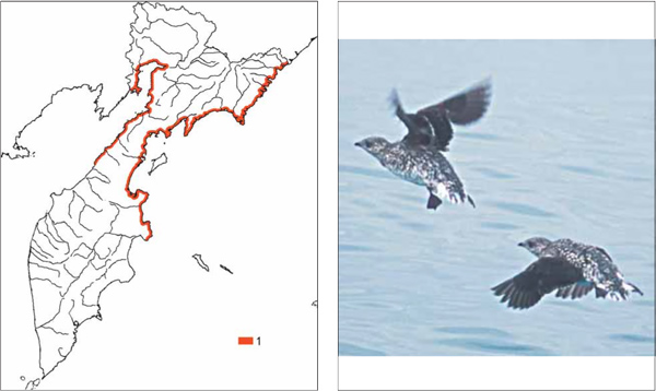 Птицы Камчатки: Короткоклювый пыжик