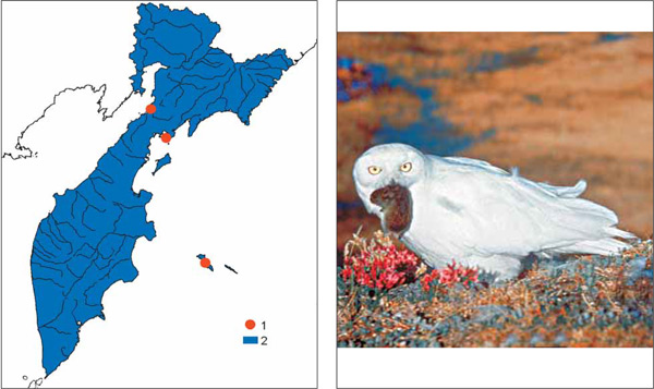 Птицы Камчатки: Белая сова Nyctea scandiaca (Linnaeus, 1758)