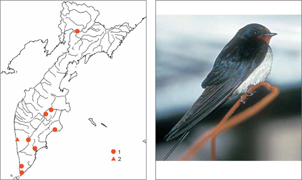Птицы Камчатки: Деревенская ласточка