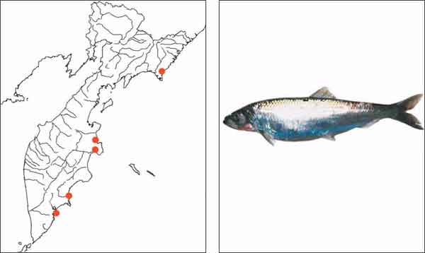 Рыбы Камчатки: Тихоокеанская озерная сельдь Clupea pallasii Valenciennes in Cuvier et Valenciennes, 1847