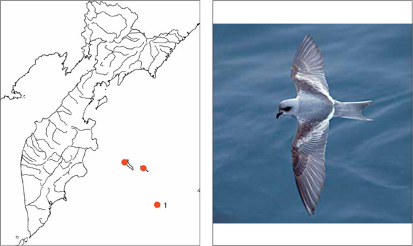Птицы Камчатки: Сизая качурка Oceanodroma furcata