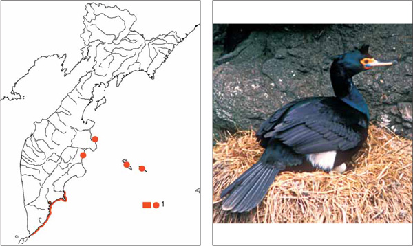 Птицы Камчатки: Краснолицый баклан Phalacrocorax urile