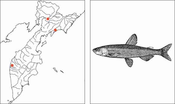 Рыбы Камчатки: Озерная малоротая корюшка