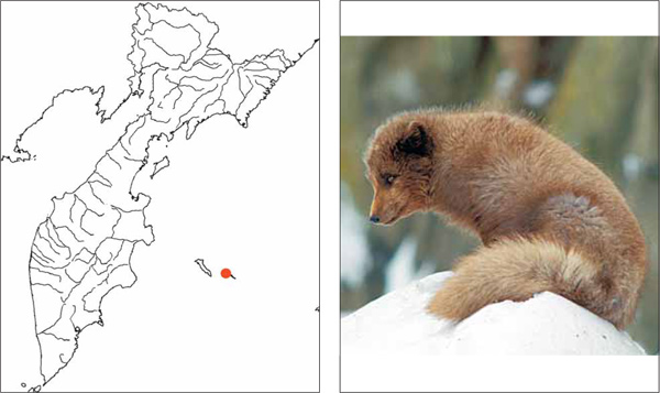 Млекопитающие Камчатки: Медновский песец Alopex lagopus semenovi (Ognev, 1931)