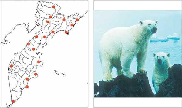 Млекопитающие Камчатки: Сибирский белый медведь Ursus maritimus marinus Pallas, 1776