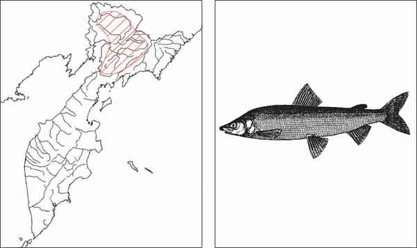Рыбы Камчатки: Востряк Coregonus anaulorum Chereshnev, 1996