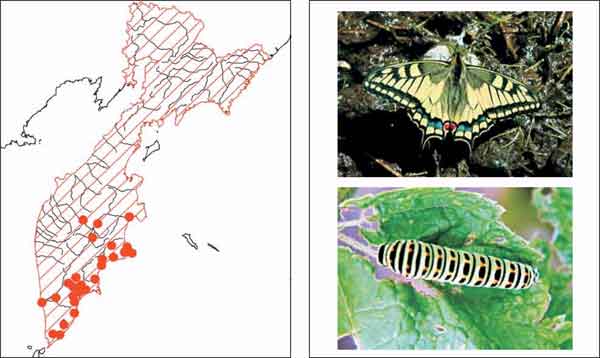 Насекомые Камчатки: Махаон Papilio machaon