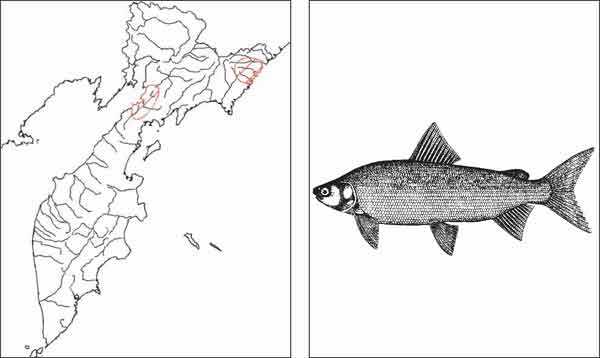 Рыбы Камчатки: Пыжьян Coregonus pidschian (Gmelin, 1789)