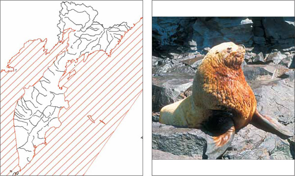 Млекопитающие Камчатки: Сивуч, или морской лев Стеллера Eumetopias jubatus (Schreber, 1776)