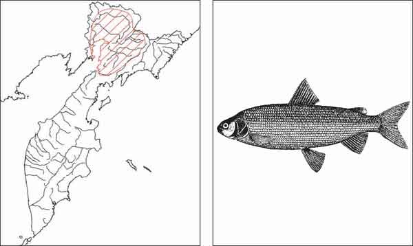 Рыбы Камчатки: Чир Coregonus nasus (Pallas, 1776)