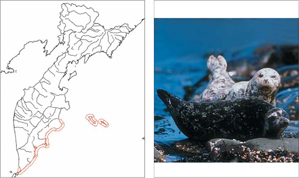 Млекопитающие Камчатки: Обыкновенный тюлень (Курильский подвид — тюлень Стейнегера, или антур) Phoca vitulina stejnegeri