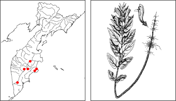 Шлемник иезский Scutellaria yezoёnsis Kudo