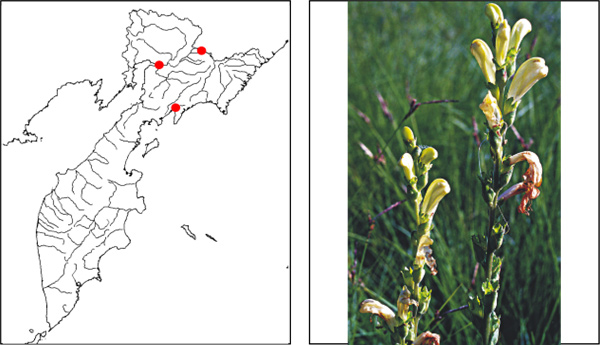 Мытник скипетровидный Pedicularis sceptum-carolinum L.
