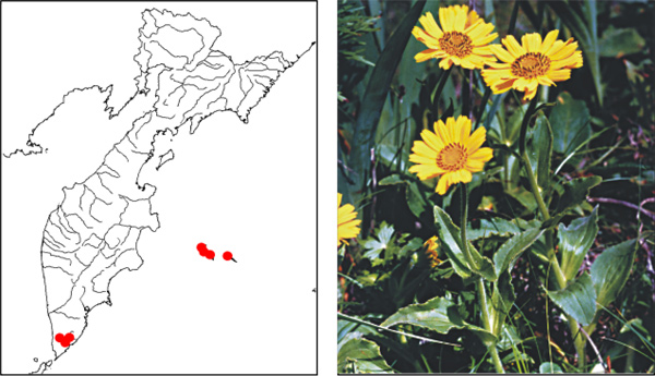 Арника уналашкинская Arnica unalaschcensis Less.