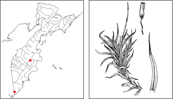 Мхи Камчатки: Дикрановейзия промежуточная Dicranoweisia intermedia