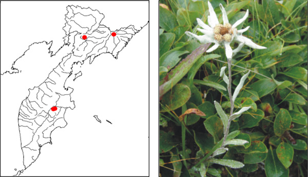 Эдельвейс камчатский Leontopodium kamtschaticum