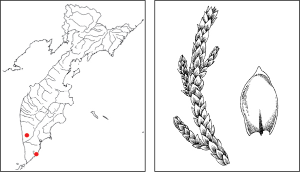 Мхи Камчатки: Птеригинандрум нитевидный Pterigynandrum filiforme