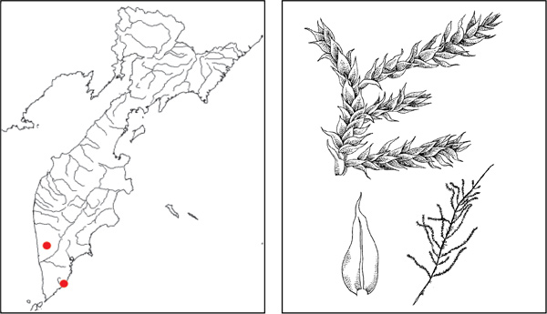 Мхи Камчатки: Клаоподиум прозрачножилковый Claopodium pellucinerve