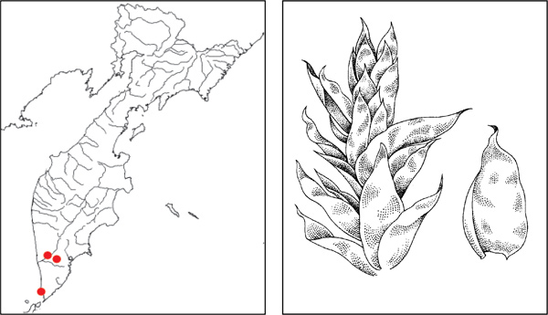 Мхи Камчатки: Плагиотециум широколистный Plagiothecium euryphyllum