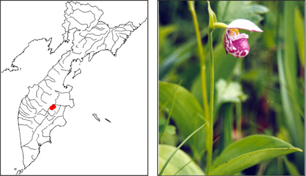 Венерин башмачок крапчатый Cypripedium guttatum