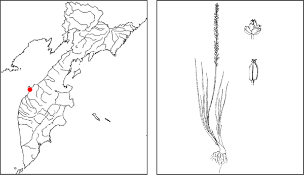 Растения Камчатки: Триостренник морской