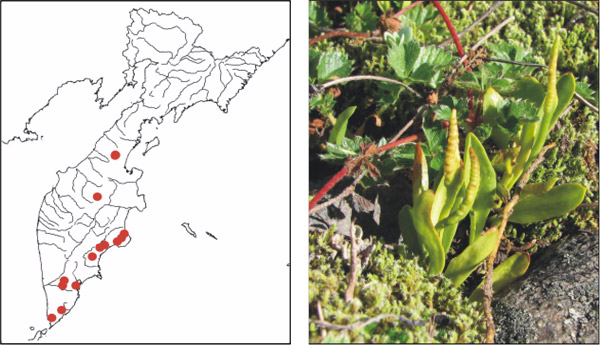 Ужовник тепловодный Ophioglossum thermale